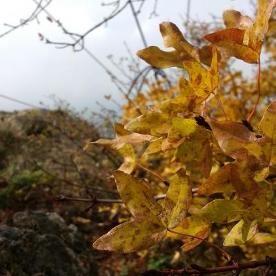 5. Dadia Nature