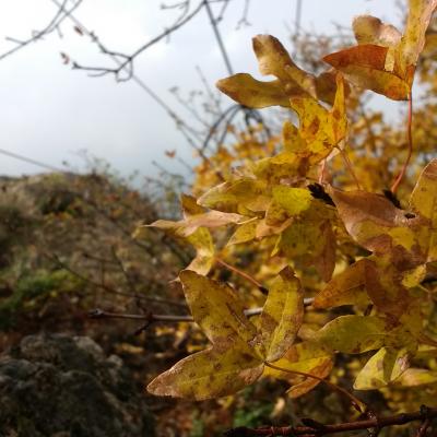 5. Dadia Nature